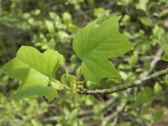 Liriodendron