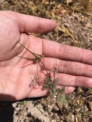 Erodium cicutarium