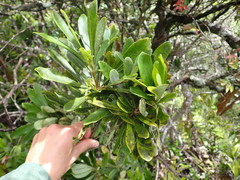 Pittosporum glabrum
