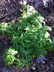 Anemonoides ranunculoides
