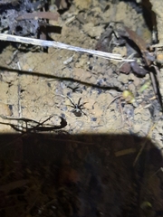 Steatoda cingulata