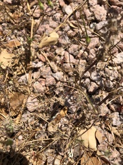 Erodium cicutarium