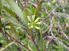 Pittosporum glabrum