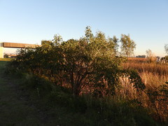 Erythrina crista-galli