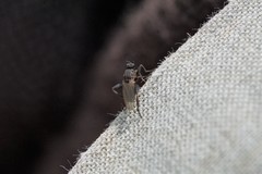 Sphaerocera curvipes