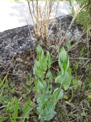 Blackstonia perfoliata