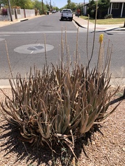 Aloe