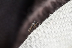 Sphaerocera curvipes