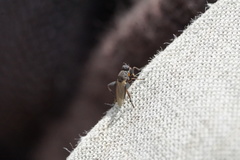 Sphaerocera curvipes