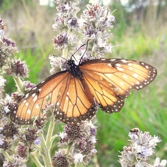 Danaus gilippus gilippus