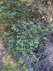 Halleria lucida