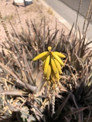 Aloe