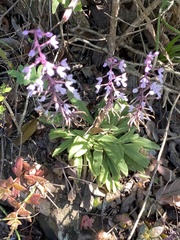 Stenoglottis longifolia