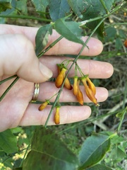 Halleria lucida