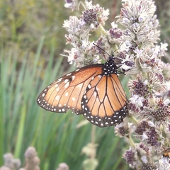 Danaus gilippus gilippus