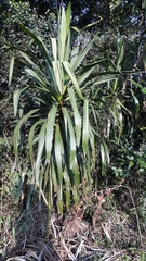 Liliopsida