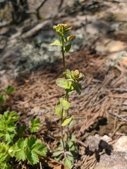 Noccaea perfoliata