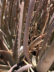 Aloe