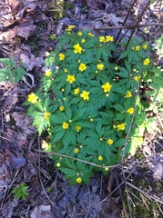 Anemonoides ranunculoides