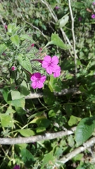 Ruellia inundata