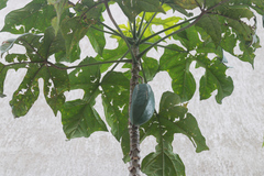 Vasconcellea × pentagona