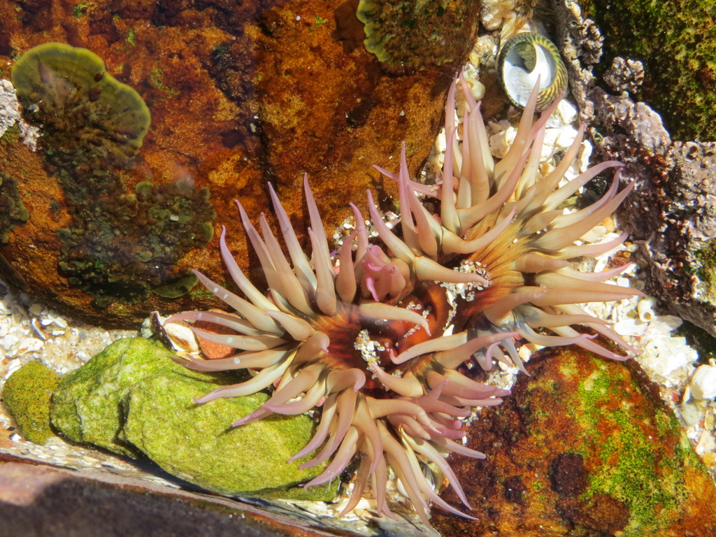 long-tentacled anemone
