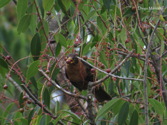 Turdus rufitorques
