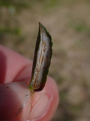 Phyllonorycter leucographella