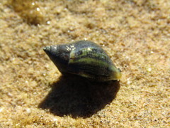 Burnupena catarrhacta