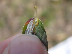Phyllonorycter leucographella