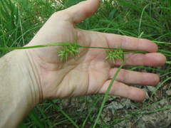 Carex lonchocarpa