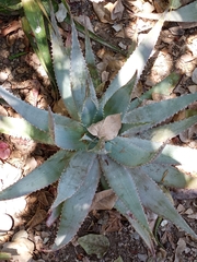 Aloe hereroensis