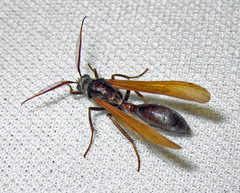 Eumenogaster haemacera