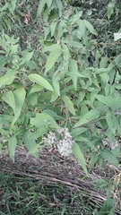 Asteraceae