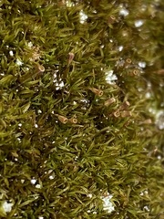 Amphidium lapponicum