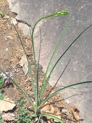 Anthericum