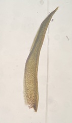 Amphidium lapponicum