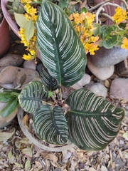 Goeppertia sanderiana