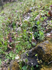 Arabis recta