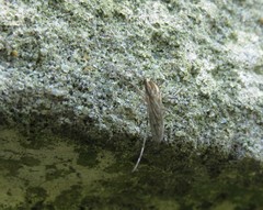 Aedes albifasciatus