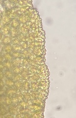 Amphidium lapponicum