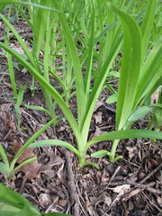 Hemerocallidoideae