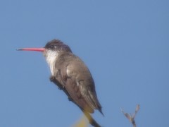 Leucolia violiceps
