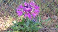 Centaurea polyacantha