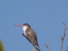 Leucolia violiceps