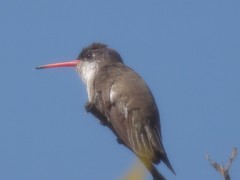 Leucolia violiceps