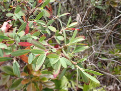 Euphorbia celastroides