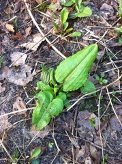 Rumex obtusifolius