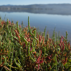 Salicornia meyeriana