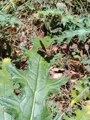 Lon melane vitellina